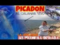 DORADAS EN FEBRERO🎣🎣💥 PICADA BRUTAL💥