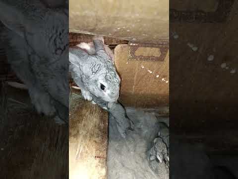 Готовься, мать! ОПГ подрастает #rabbit #bunny