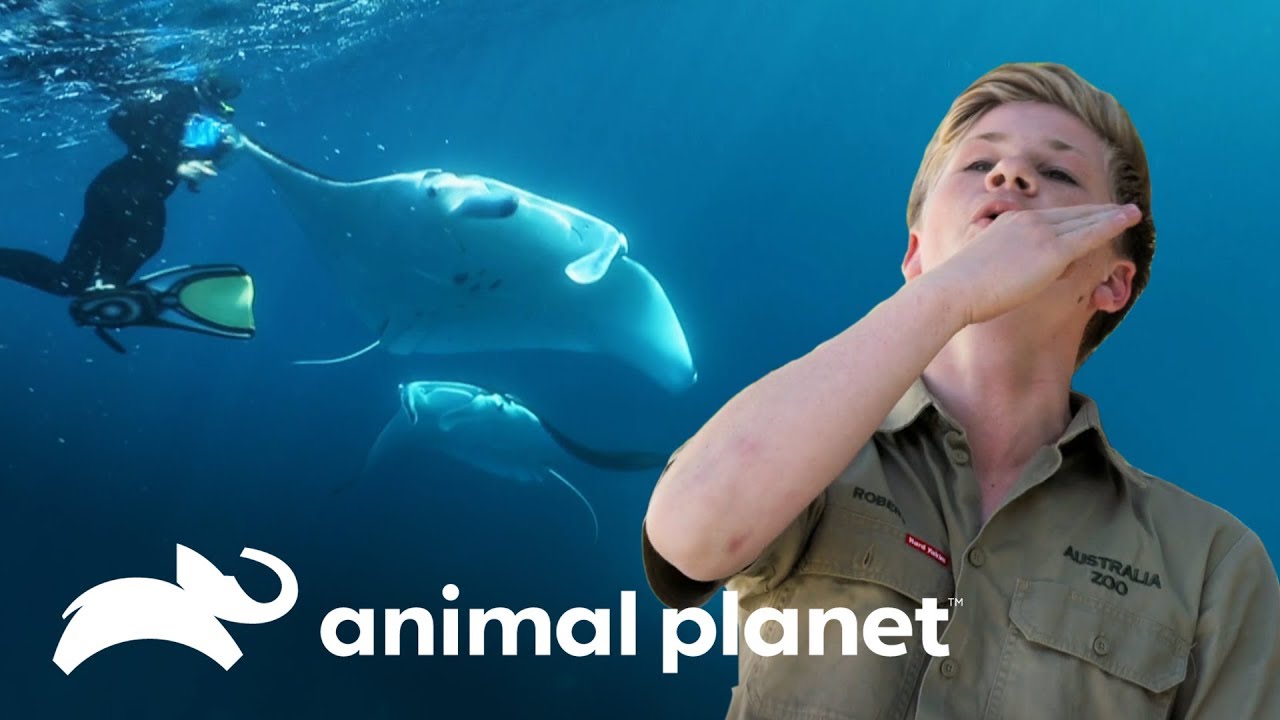 ¡Manta raya golpea la cara de Robert Irwin! | Los Irwin | Animal Planet