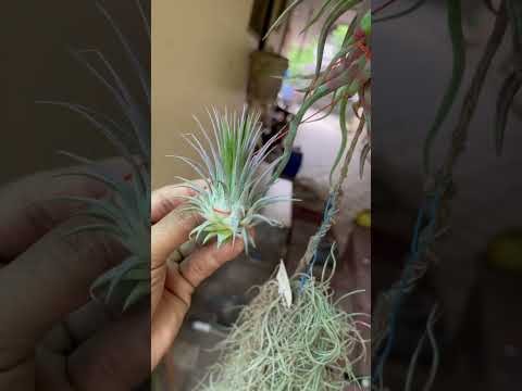 וִידֵאוֹ: Sky Plant Bromeliads - How To Grow A Tillandsia Sky Plant