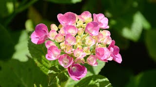 紫陽花　　　アリス