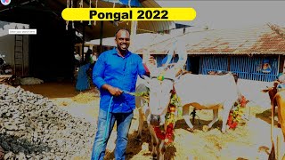 Mattu Pongal | Pongal Festival in my native 2022