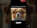 😢🔥“He Waited for This Bus Every Day… But One Day It Never Stopped😭”#aishorts  #dog#SadStory #DogLove