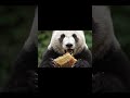 Mind-Calming Crunch: Panda ASMR #8 | Bamboo Chewing (No Talking) #asmr #stressrelief