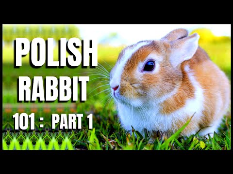 Polish Rabbit 101: Part 1