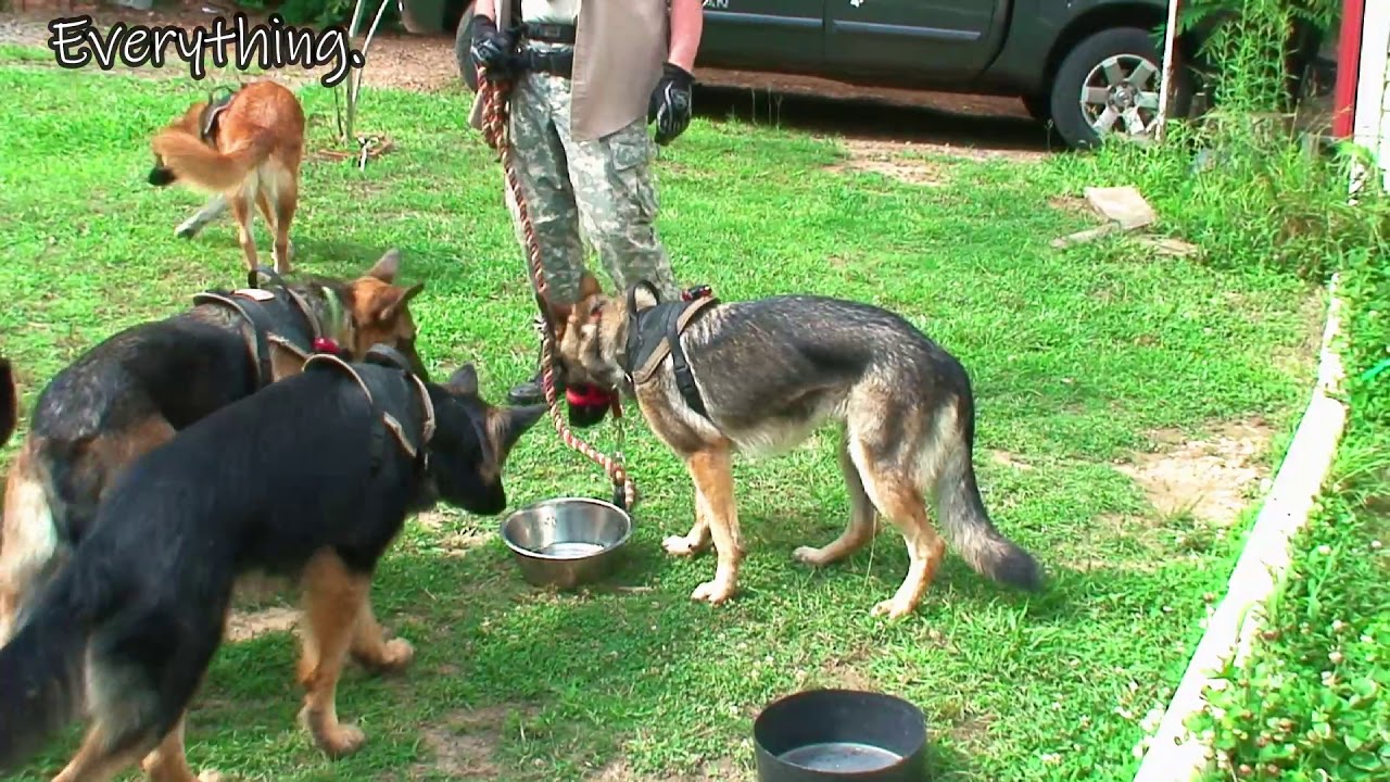 Luna's Journey Continues