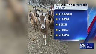 161 animals surrendered in Ayer