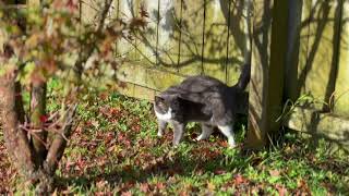 Kitty enjoys the morning | Calm before the storm