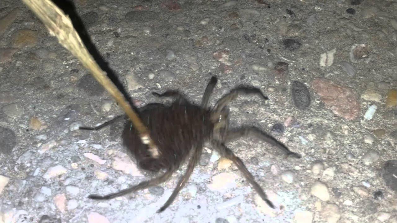 Беременный паук. Самка паука с паучатами на спине. Беременный паук домашний. Брюхатый паук. Беременный паук домашний.