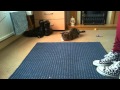 Cat vs lazerpen