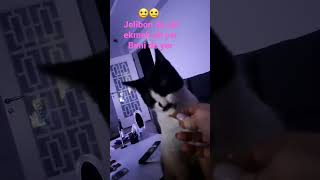 Her Şeyi Yiyen Kedim Şfet