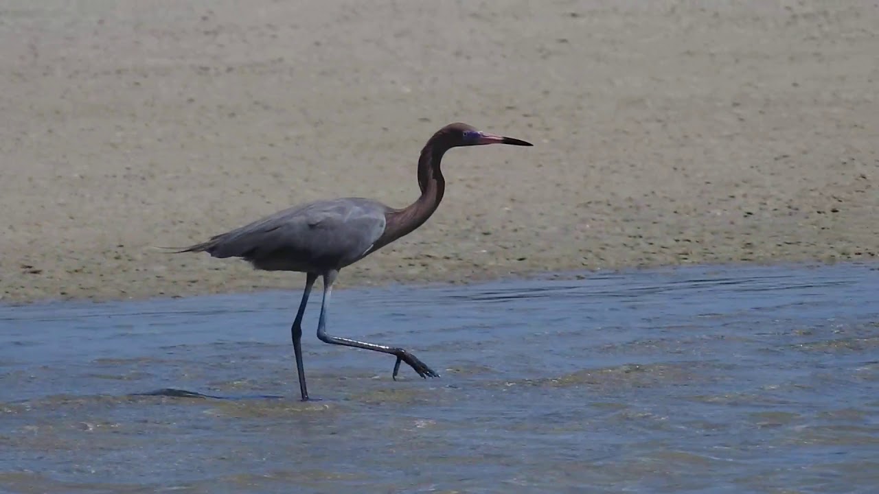 DSCN1216 Reddish Egret, Fort De Soto State Park, FL 4/10/20 