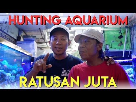 Hunting Aquarium Ratusan Juta