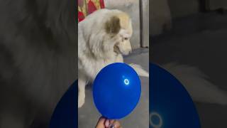 বব বলন ট একট খল দও Family