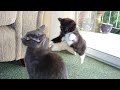 CATS &amp; KITTENS always make us LAUGH - Funny pets