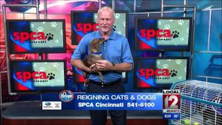 Adopt-A-Pet: October 18, 2015