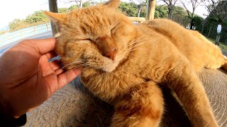 公園のベンチを占領して集会を開く老猫達