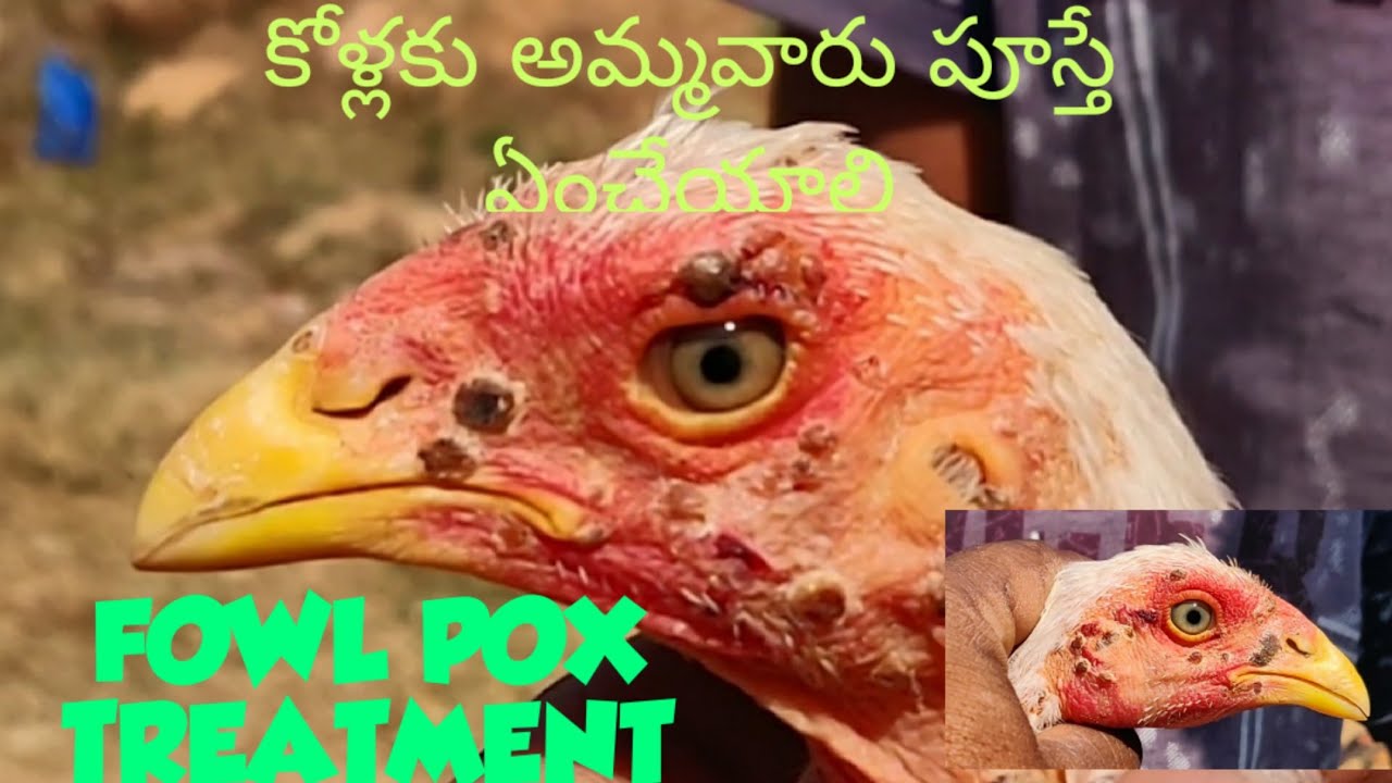 FOWL POX TREATMENT IN TELUGU HOW TO CURE FOWL POX  కోళ్లకు అమ్మవారు పూస్తే ఏంచేయాలి