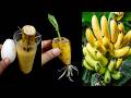 How to Grow Banana Tree from Cutting Banana Fruit With Grape Fruit &amp; Egg In A Water