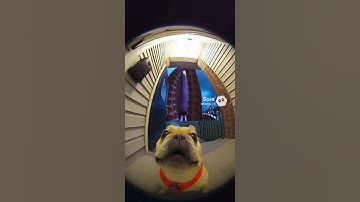 Pibble gets devoured by the Kraken