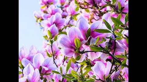 تلاوة تهتز لها القلوب سورة القمر والدخان  اسلام صبحي