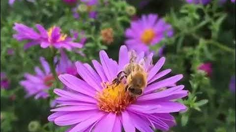 تلاوة خاشعة سورة النحل