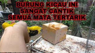 UNBOXING..! PAKET BURUNG KICAU SIKUNING YANG CANTIK