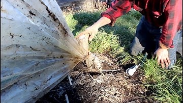 How to construct a caterpillar low tunnel  Part 3