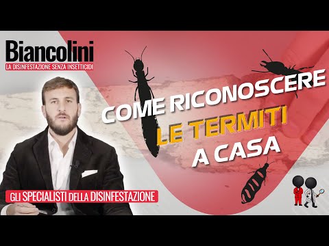 Video: Che aspetto ha l'infestazione da termiti?