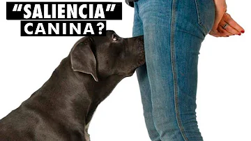 É possível um animal engravidar de um ser humano?