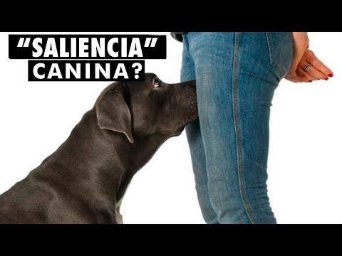 Vídeo: Aqui está o motivo pelo qual os pés do seu cão cheiram como fritos