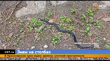 Туристы встретили на красноярских «Столбах» ядовитую змею
