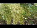 Grapesing 110 days complete super sonaka garaps  angur ku 110 day complete grapes farming