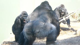 Gorilla's Big Fight❗| Shabani's Son Shuts His Mind To Dad | What's Wrong With Shabani?