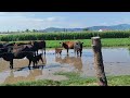 ¡¡AMANECIMOS INUNDADOS EN EL RANCHO!!