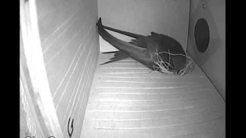 Binnenkomst Gierzwaluw in observatiekast G met nestmateriaal