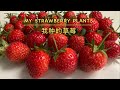 My Strawberry Plants 草莓🍓- Quick Tour￼