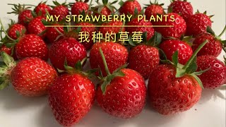 My Strawberry Plants 草莓🍓- Quick Tour￼