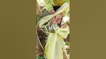 shaving banana tree bark #shorts