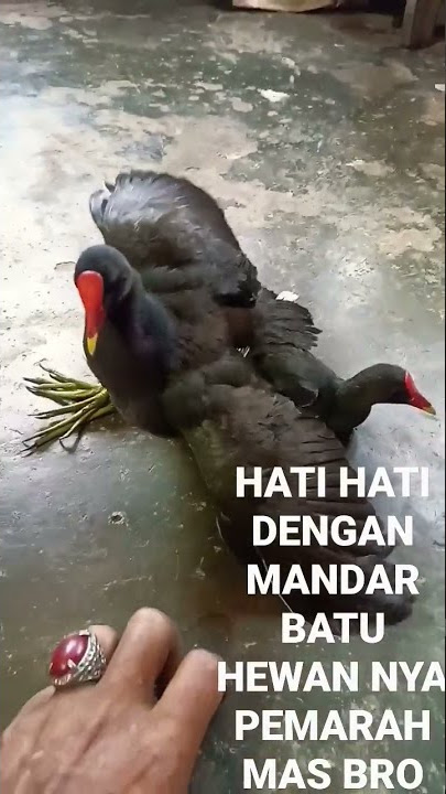 MANDAR BATU NGAMUK