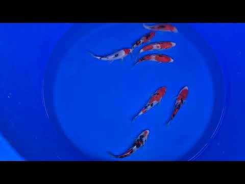 Odakan Sanke Koi