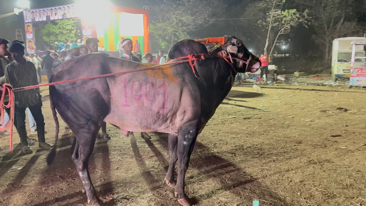 मथुर सुंदर 🆚 गोविंदा दगडूशेठ शर्यत कॅन्सल का झाली | आज होता bad luck 💔🥺