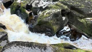 The Strid - Worlds Most Dangerous River?