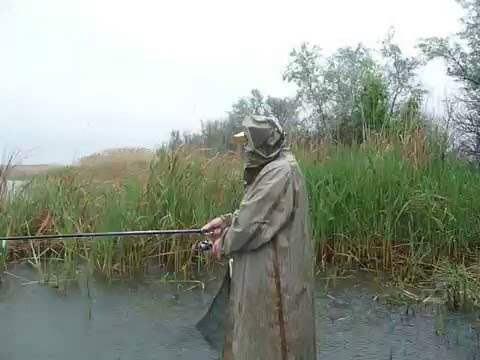 Ливень и караси
