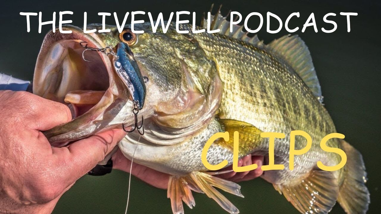 To Catch Bass You Need To Understand The Food Source - LIVEWELL CLIPS 