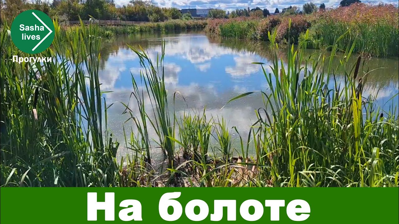 Daugavpils. Болотная тропа.