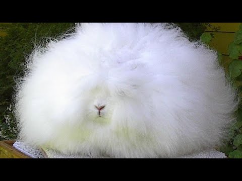 Видео: Немецкий ангорский кролик