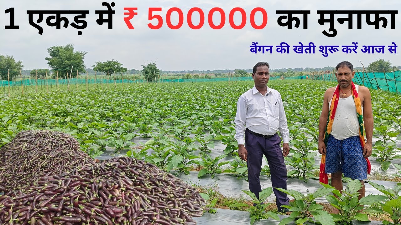 Baingan Farming | Высокая урожайность благодаря капельному поливу и мульчированию | Выращивание б...