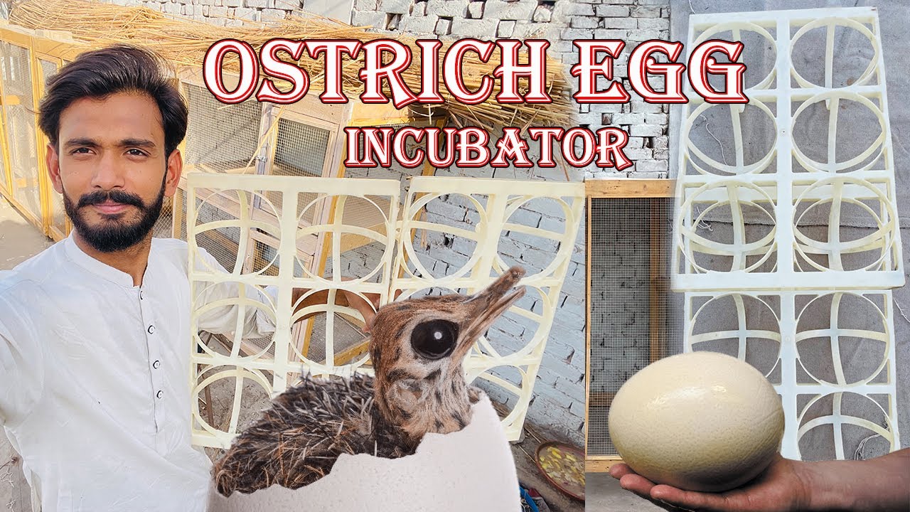Ostrich Egg Incubator Tray Agai 😍.