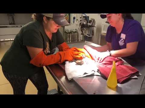 cheetah running speed Echo bobcat has his first overall vet exam with Dr. Justin! Watch the video to see exactly why bob